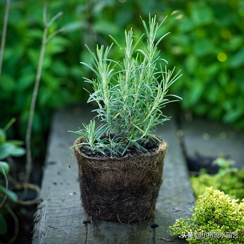 室内养花肥料选择,家庭养花不臭的肥料