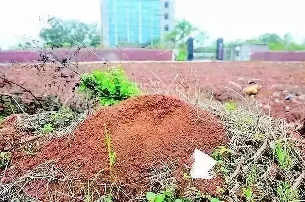 红火蚁出没村民被咬致休克,邕江边红火蚁