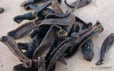 水蛭吸血疗法的正确方法,为什么水蛭吸血对身体有好处