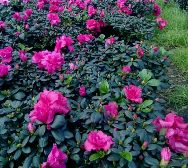 杜鹃花的病虫害防治方法,杜鹃花栽培与病虫害防治的书