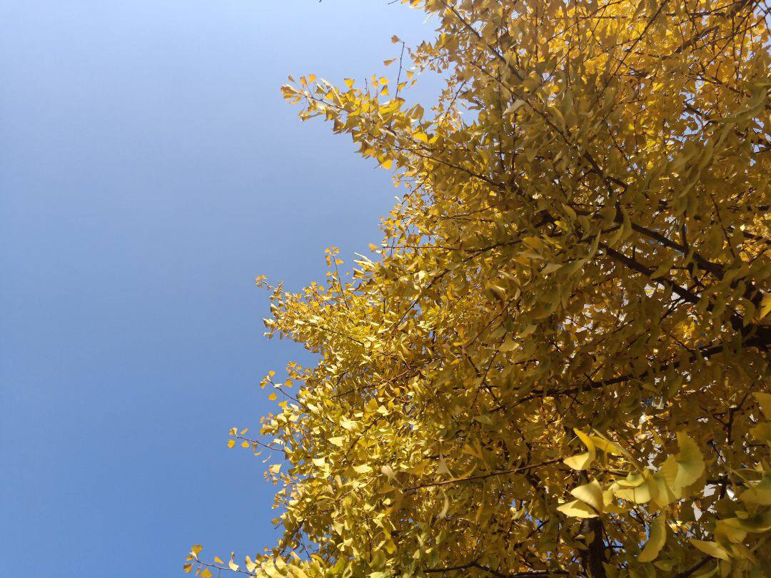 幼儿书签夏天树叶书签,捡一片树叶做书签不要叶脉书签