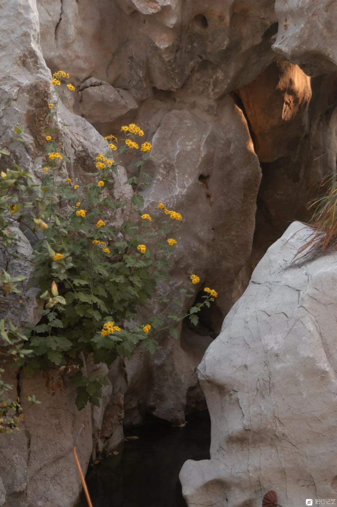 大叔花700万建的花园别墅,太湖石苏州