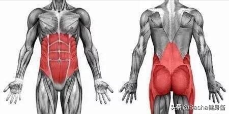 核心肌肉群的锻炼都有哪些,核心肌肉群锻炼方法图解