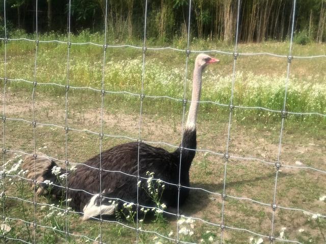 探访华盛顿动物园,波士顿公园周边游