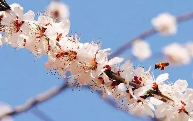 最适合赏花的花,视觉盛宴五种赏花名花供您选择