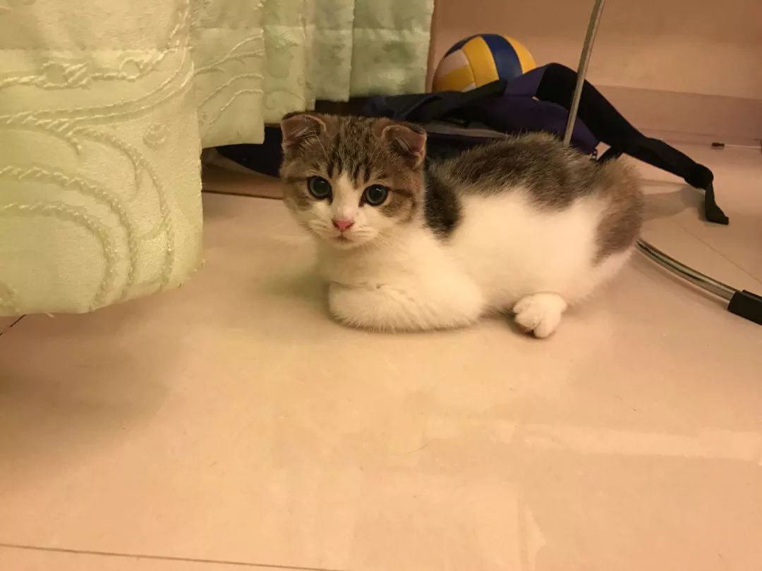 养猫的房间可以用酒精消毒吗,疫情养狗狗家里怎么消毒