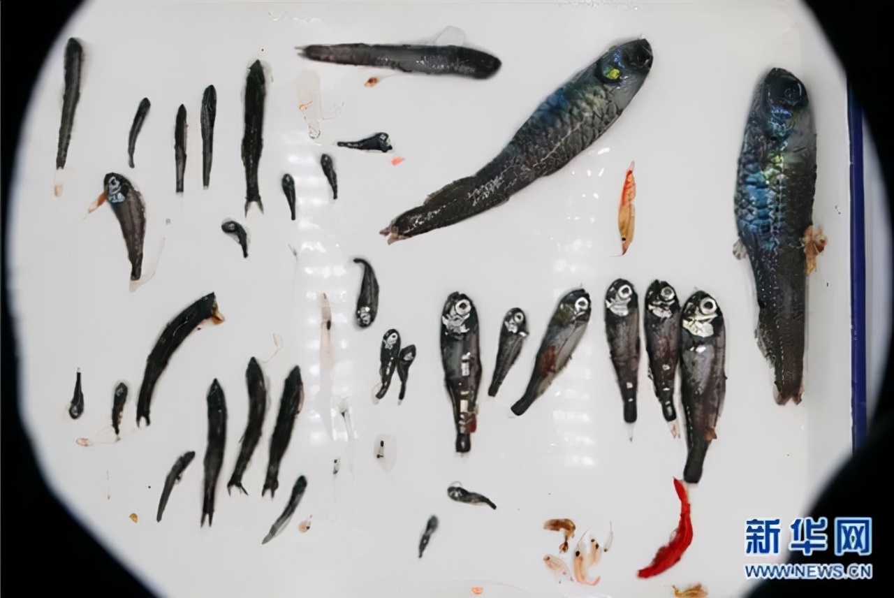 鱼能在南极生存吗,为什么在南极的鱼不怕冷