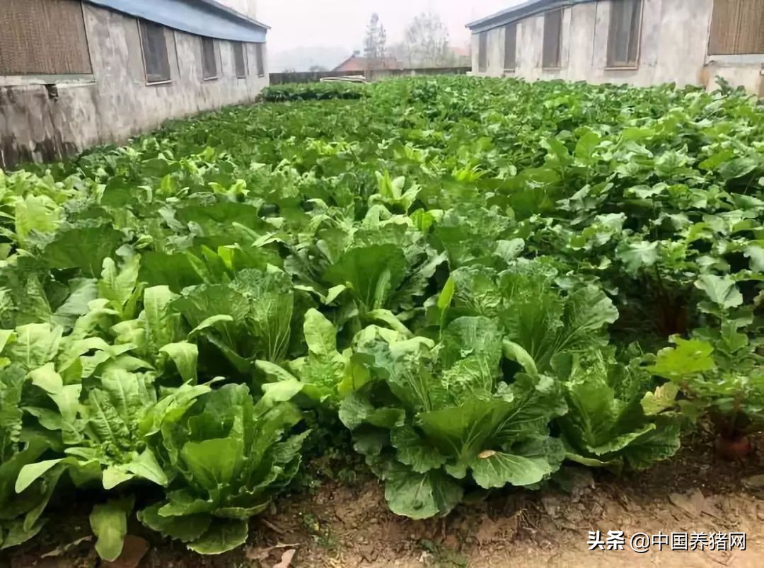 非瘟拔牙成功的案例,拔牙治愈过程