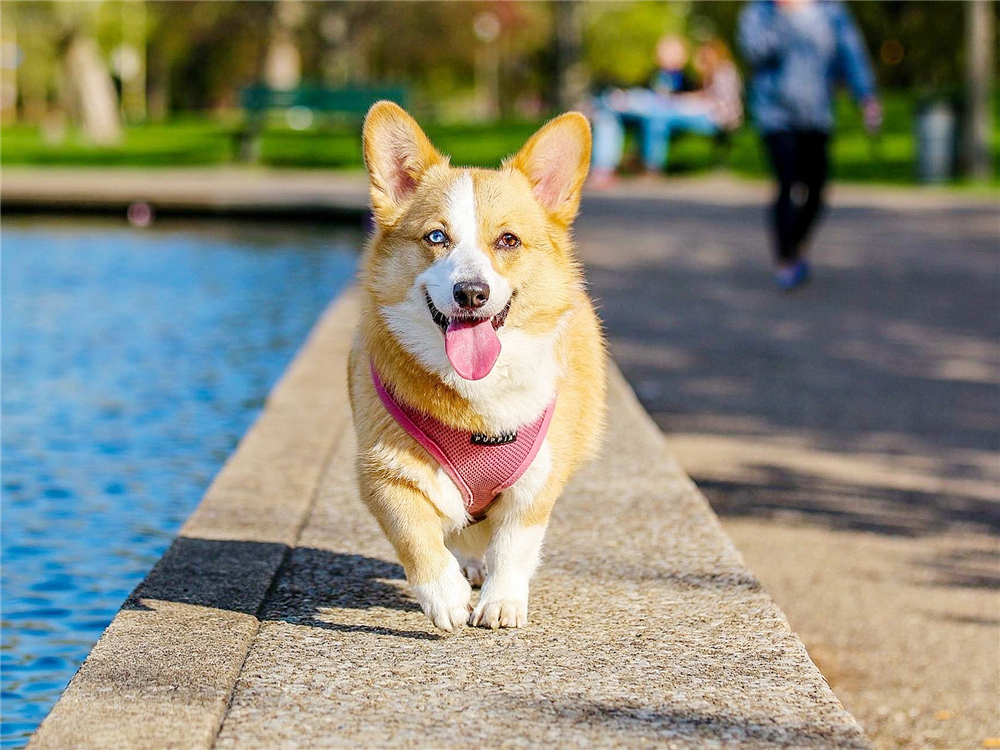 狗狗如何保养牙齿不口臭,狗狗牙齿脏又不让刷牙怎么办