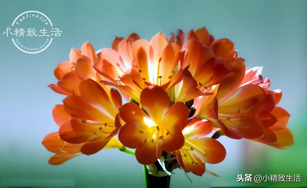 养君子兰需要什么条件才能开花,君子兰怎么养护才能让它开花