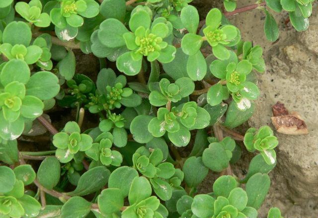 宝塔菜是什么样的植物,石板菜的生长习性