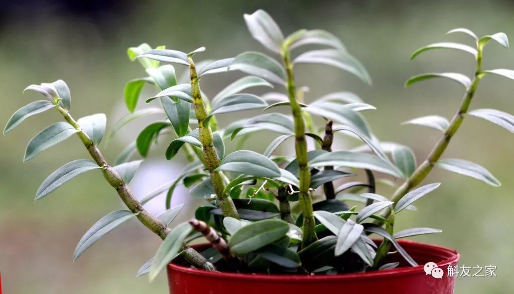 石斛兰烂根全部腐烂怎么办,石斛兰花烂根要怎么挽救