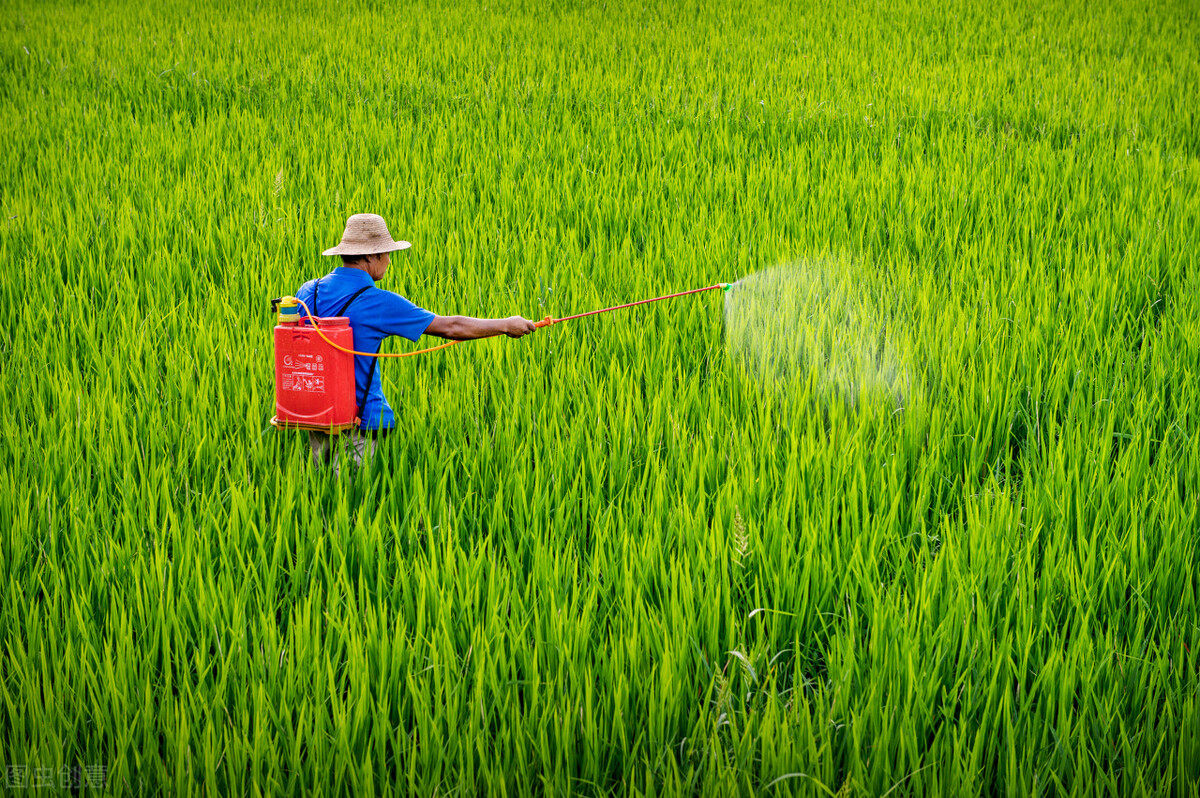 葱蒜锈病是什么原因,葱蒜处理方法