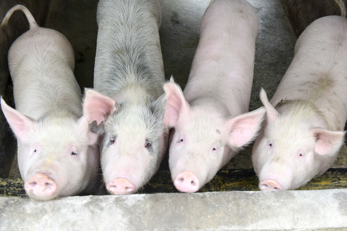 预测猪价回升在2023年还是2024年,预测猪价下周走势