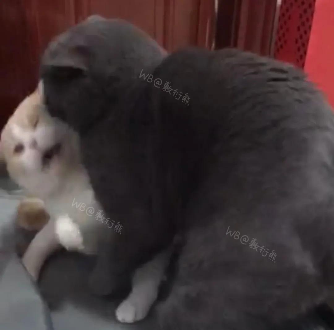 猫是只好猫,可被网友恶整后…哈哈哈没脸见人了