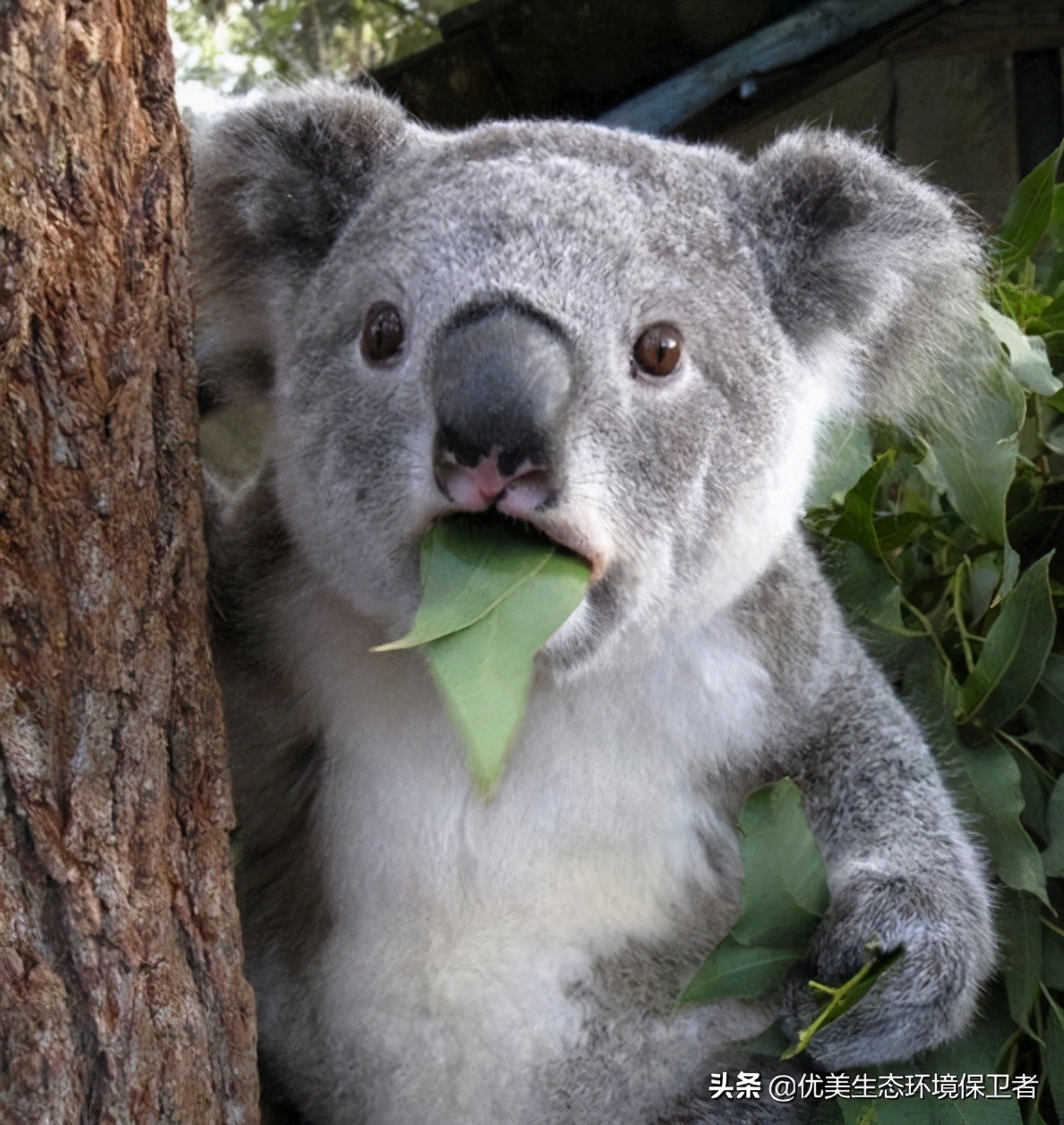 树袋熊慢动作,树袋熊也叫树懒么