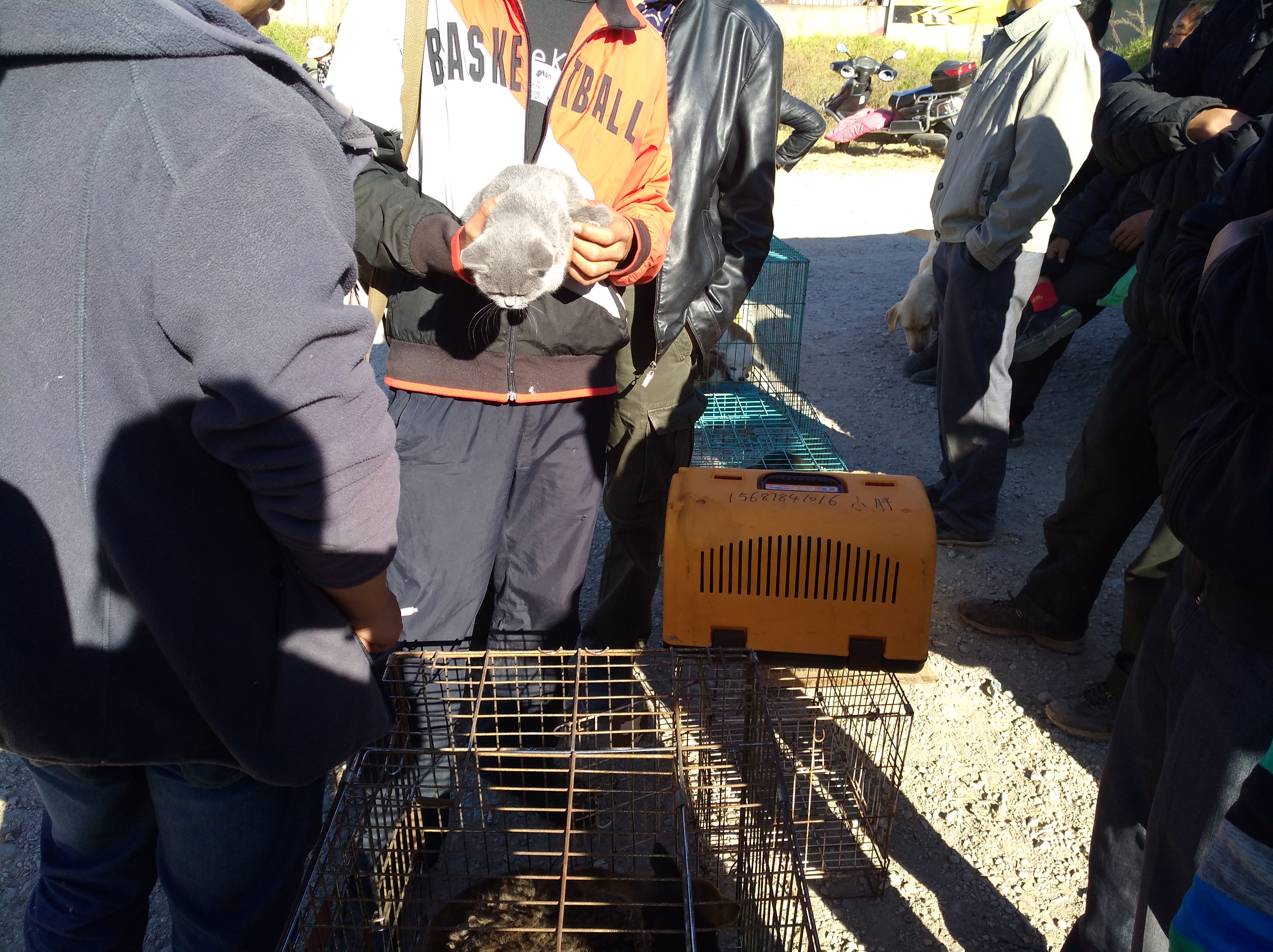 卖家转售自养的英短，买主觉得不纯故意找茬压价！