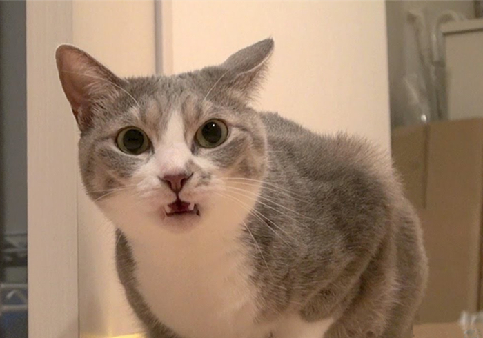 猫咪能闻到主人身上独特的味道吗,猫咪能闻到主人嘴巴里的味道吗