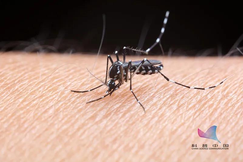 你知道蚊子为什么咬你不咬别人吗,蚊子为什么爱咬你看完你就知道了