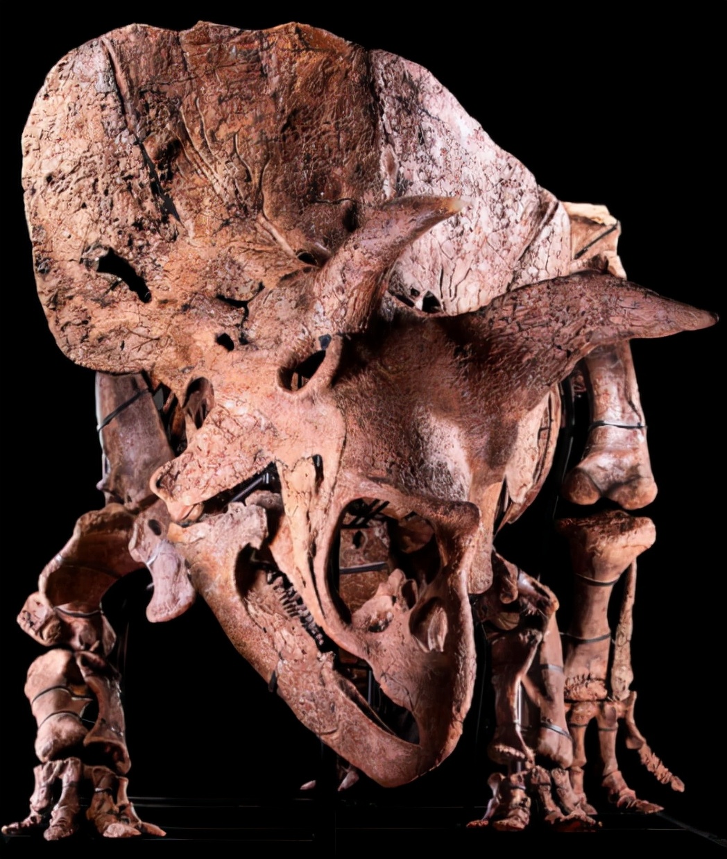 6600万年前大恐龙骨架拍卖，龙角超过1米，生前是霸王龙的食物