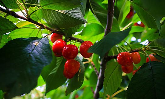 成都葛仙山樱桃采摘,成都樱桃采摘地点推荐