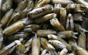 秦皇岛休渔海鲜贵吗,秦皇岛禁渔期海鲜怎么来的