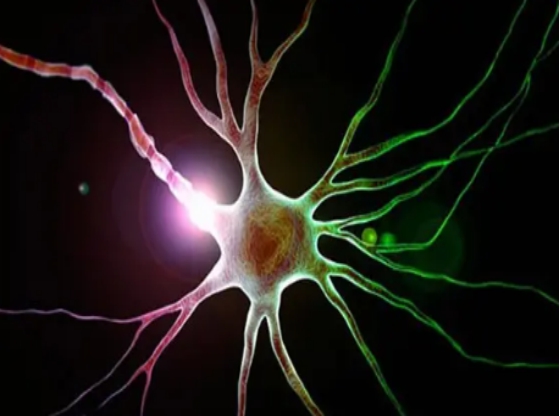 长期缺乏b12有什么后果,身体缺乏维生素b12的六大征兆