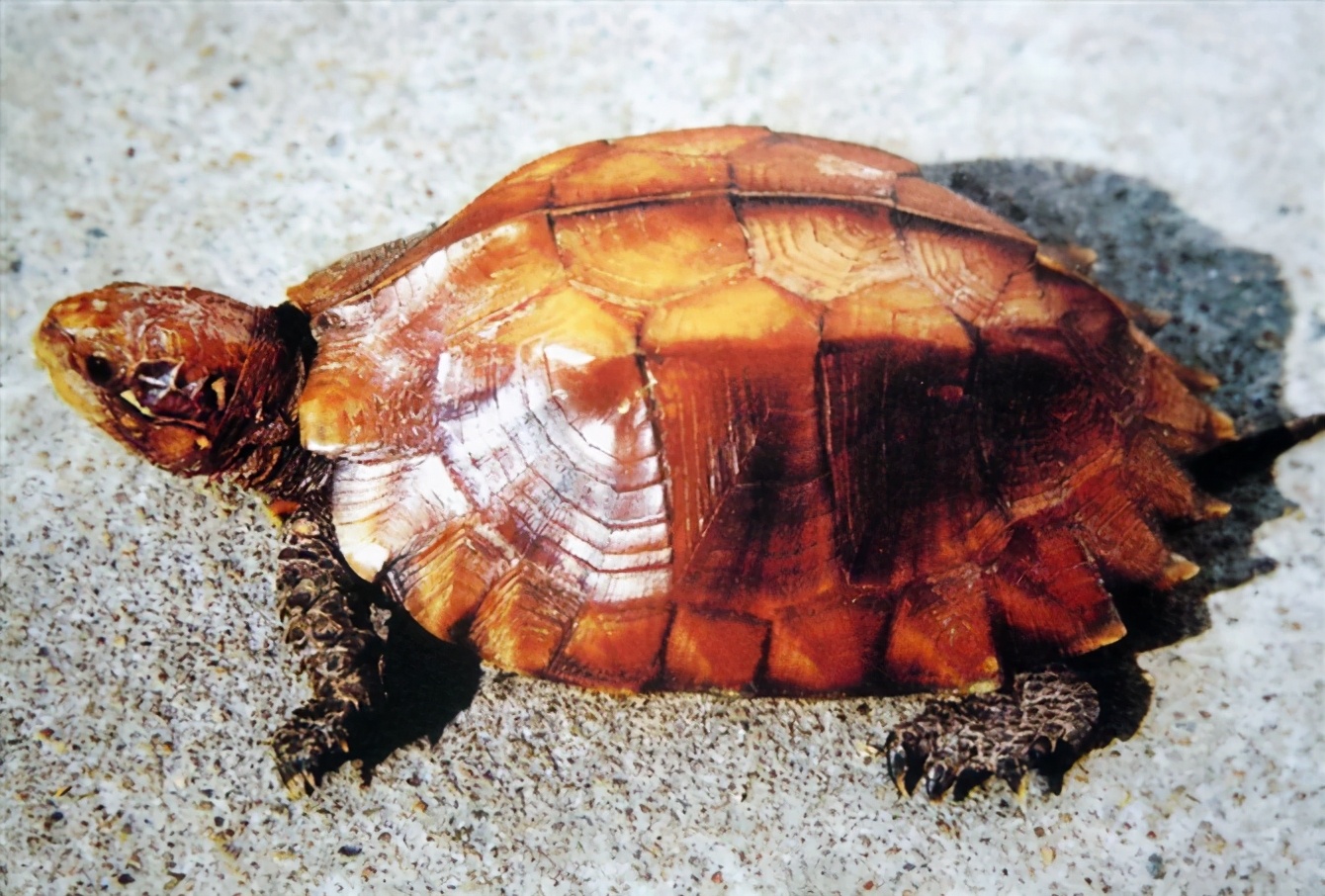 各种龟类图片大全大图,龟类展示会