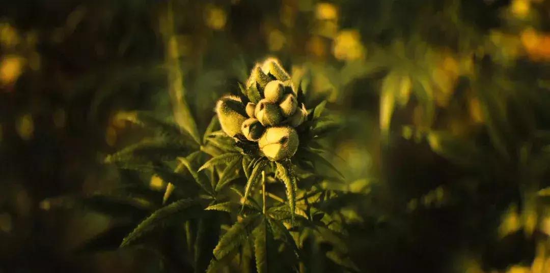 2018年神剧几百集,34分钟看完2018神剧