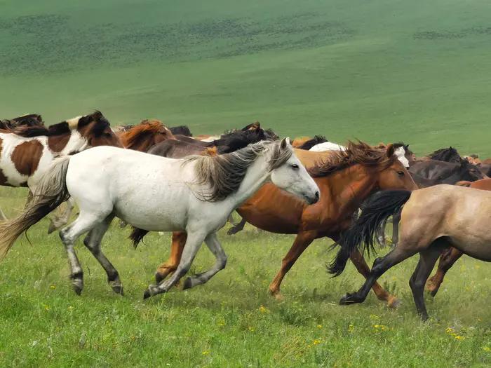 锡林郭勒草原冬天骑马,锡林郭勒盟大草原骑马