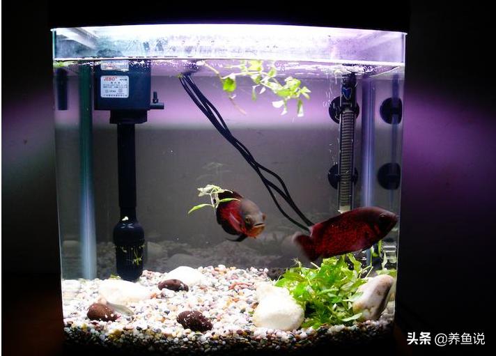 雨水养鱼对观赏鱼有影响吗,下雨天怎么养观赏鱼好养