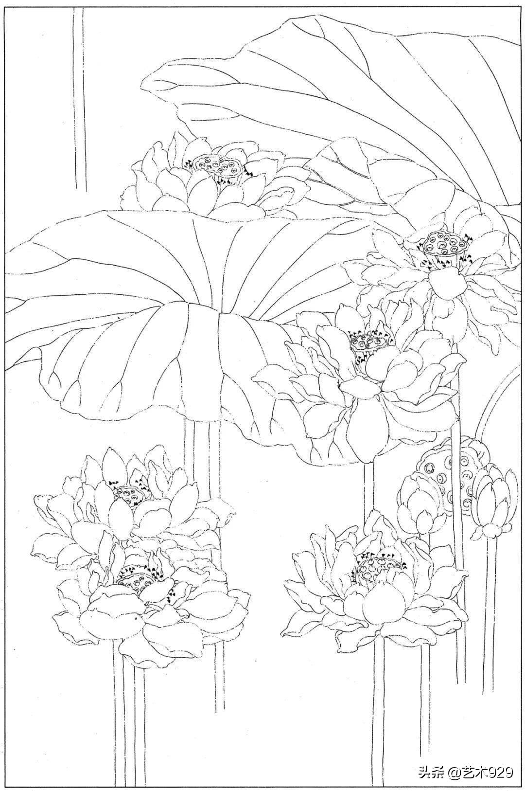 余稚荷花蜻蜓图高清白描底稿,白描荷花勾线方法讲解视频