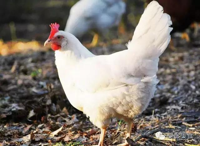 全世界的鸡都在这了，有你认识的吗？