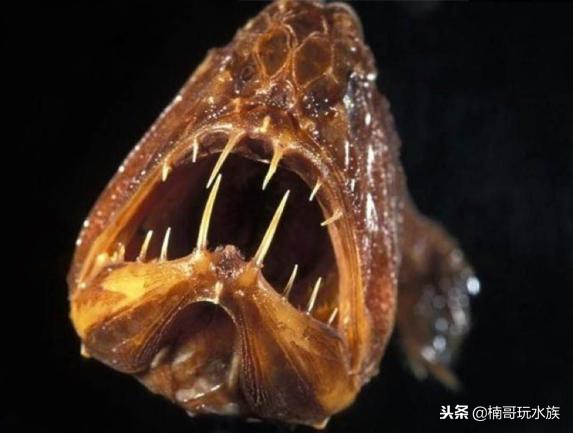 至今还未灭绝的远古深海怪物,六大最可怕的深海怪物