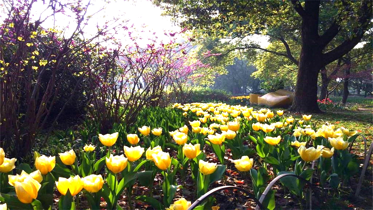 无锡梅园梅花已盛开,无锡梅园百合花节