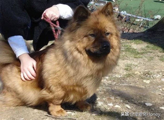 盘点柯基的混血狗,柯基小短腿混血