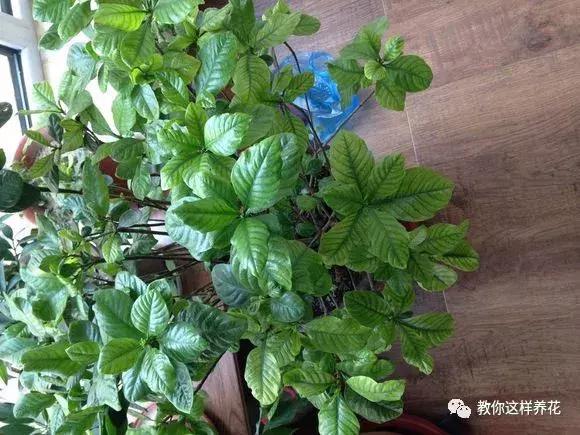 花儿黄叶烂叶怎么办,花儿叶子发黄用什么药