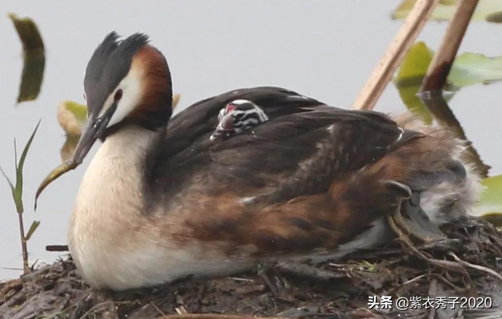 刚出生的鱼宝宝很大,刚生出来的鱼宝宝不怎么动呢