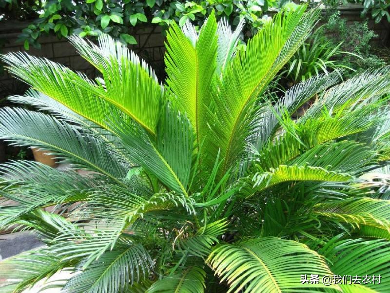铁树日常如何养护,铁树养护方法最简单的
