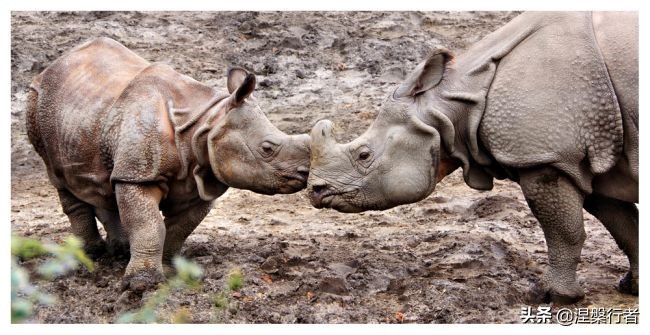 50种珍稀保护动物,为什么人类应该保护濒危物种