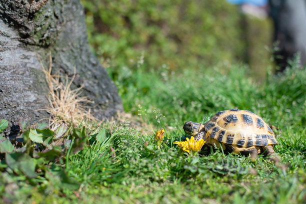 养龟龟必备那些药物,给病龟喂药及上眼药