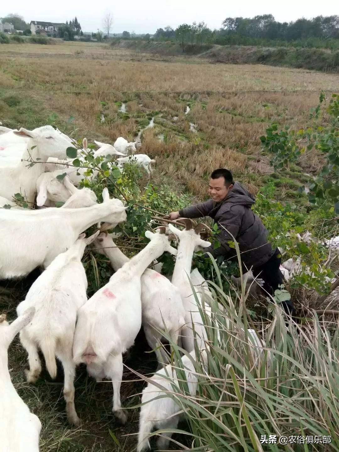 养牛和养羊哪个好养哪个挣钱,养羊和养牛哪个更赚钱前途好