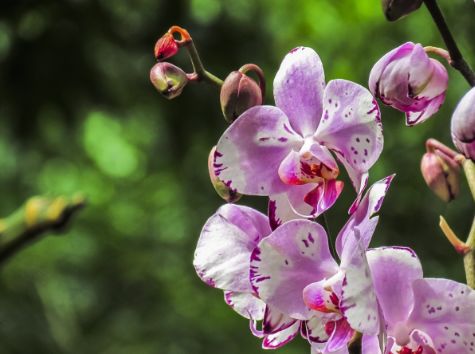 夏天跟兰花有关的诗句,春日兰花开放的诗句