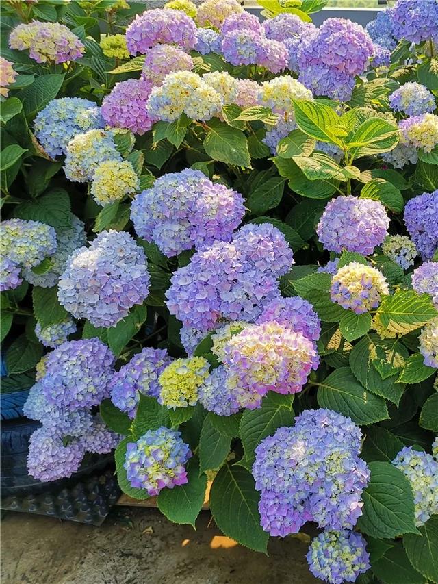 什么肥料能促进叶子生长,叶子施肥的方法