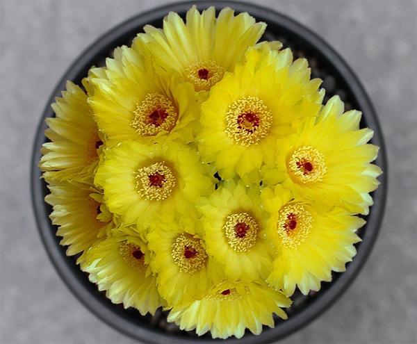 仙人掌开花有多美,仙人掌花开好娇艳