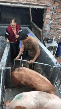 搞笑gif你以为我会乖乖地转圈吗,打着伞跳舞搞笑视频