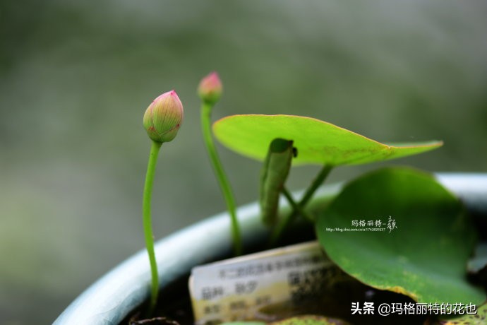 我的碗莲种子,碗莲的种植方法新手必看