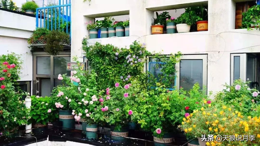 露台打造花海,她用10年改造庭院