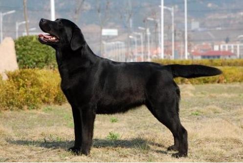 建议穷人养的10种宠物狗推荐,哪种宠物狗好养不易生病