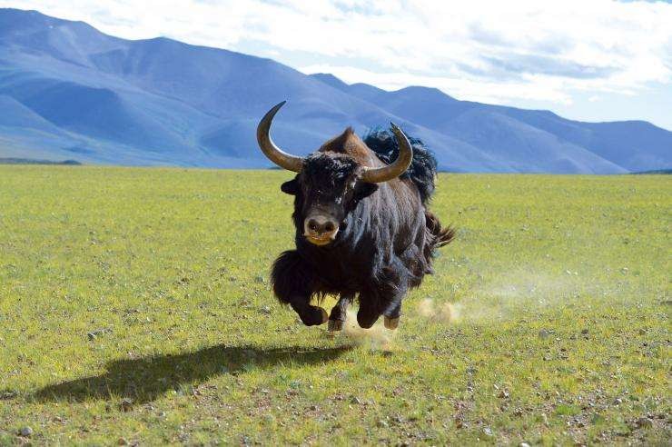 高原牦牛肉你吃过吗,西藏正宗的牦牛肉